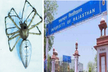 राजस्थान विश्वविद्यालय का बड़ा कमाल, ग्रीन लिंक्स मकड़ी की नई प्रजाति खोजी,
जानें चूरू से क्या है कनेक्शन