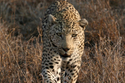 CG Leopard: पूरा देश लगा है शेर की बिरादरी बचाने में, यहां शिकारियों ने तेंदुए
को ही मार डाला, काट कर ले गए अंग