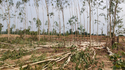 CG wood smuggling: लकड़ी तस्करों का आतंक: काट डाले 700 यूूकेलिप्टस के पेड़,
बेचने की हो चुकी थी तैयारी