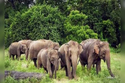 रायगढ़ में 123 हाथियों का दल कर रहा विचरण, अब तक फसलों को पहुंचाया नुकसान…लोगों
पर मंडरा रहा खतरा