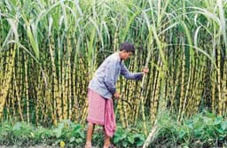 गन्ना किसानों की मदद के लिये योगी सरकार का बड़ा कदम, ऑनलाइन घोषणा पत्र भरवाने के लिये लगाए पर्यवेक्षक