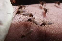 भारतीय वैज्ञानिकों ने किया ऐसा अविष्कार, मच्छर के जरिए ही होगा मच्छरों से फैलाई गई बीमारियों का इलाज