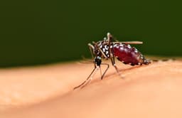 मच्छरों का खात्मा नहीं कर पाया निगम का ‘अभियान’