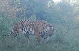 70 साल पहले बसते थे बाघ, आज भी केरवा कलियासोत में कुछ जगह वही आदर्श स्थिति