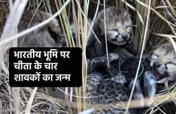 Kuno National Park से आई बड़ी खुशखबरी, भारत की भूमि पर मादा चीता ने दिया चार शावकों को जन्म