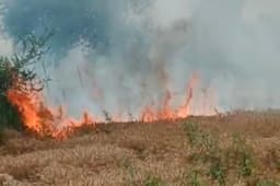 Video:गेहूं कि फसल आग से जलकर हुई राख, किसान हुआ निराश