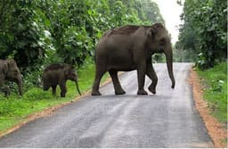 एशिया में नष्ट हो गए हाथियों के 64% से अधिक निवास स्थान