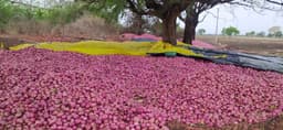 Video- बेमौसम की बारिश से किसानों की आंखों में पानी, प्याज की फसल बरबाद
