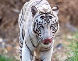 विंध्य भूमि में 39 साल बाद सफेद बाघों की विरासत लेकर लौटी थी पट्टू