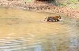 गर्मी में राहत पाने जलस्रोतों के आसपास दिखाई दे रहे बाघ