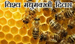 विश्व मधुमक्खी दिवस...जंगली मधुमक्खी के शहद पर निर्भर, अब निकलेगा व्यवसायिक उत्पादन का रास्ता
