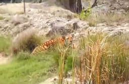 सुंदरवन में रॉयल बंगाल टाइगर का शिकार बना हिरण