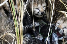कूनो नेशनल पार्क पर चिलचिलाती गर्मी का कहर, मादा चीता ज्वाला के 2 और शावकों की मौत