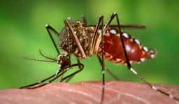 जागरूकता के बावजूद जिले में बढ़ा डेंगू!