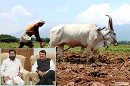 महाराष्ट्र में किसानों की बल्ले-बल्ले, हर साल मिलेंगे 12 हजार रुपये, मात्र 1 रुपये में होगा फसल बीमा