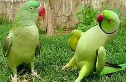 World Parrot Day -मिठ्ठू को कैद करना भी अपराध