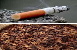 विश्व तंबाकू निषेध दिवस: राजस्थान में महीने के आखिर दिन बिक्री पर रोक, फिर भी बिक रहा तंबाकू