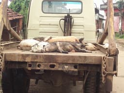 नियम विरुद्ध खुले वाहनों से मृत जानवरों की ढुलाई