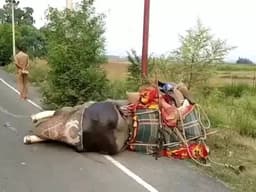 UP News: ट्रक ने हाथी को मारी टक्कर, सड़क पर नजारा देख दंग रह गए लोग