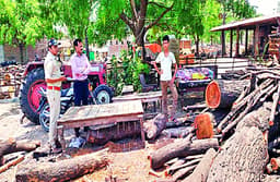 जिले के बेदारनगर-खामखेड़ा रोड पर हरे-भरे 39 पेड़ों की दी बलि, अधिकारियों ने जब्त की 10 ट्रॉली लकडिय़ां, 2 लोगों पर केस दर्ज