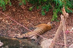 सिर की टूटी हड्डी के कारण हुई किशन बाघ की मौत