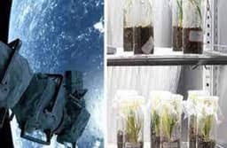 चीन ने अंतरिक्ष में भेजे 136 बीज, पौधे और सूक्ष्मजीव