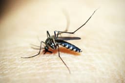 Dengue: देहरादून में बढ़ा डेंगू का प्रकोप, 1100 से ज्यादा मामलों की पुष्टि, स्वास्थ्य विभाग ने जारी की गाइडलाइन