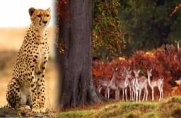 Cheetah Project : नामीबिया से फिर लाए जा रहे चीते, कूनो नहीं यहां बन रहा है इनका दूसरा घर