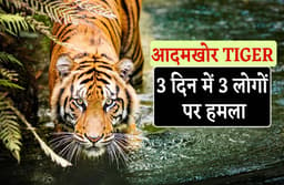 Tiger Attack : आदमखोर हुआ बाघ, बुजुर्ग पर किया हमला, 3 दिन में तीसरी घटना