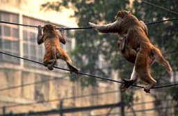 इस शहर में बढ़ गया बंदरों का आतंक, कई लोगों को कर चुके हैं घायल