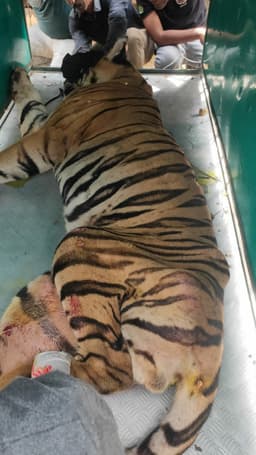 बांधवगढ़ के बमेरा से रेस्क्यू कर लाए गए घायल बाघ का मुकुन्दपुर में होगा इलाज