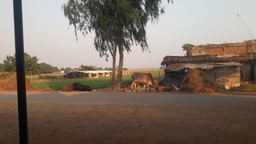 बस्ती में खोला मुर्गी पालन केंद्र, दुर्गंध व गंदगी से बीमार हो रहे ग्रामीण