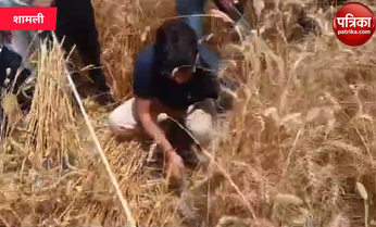 शामली में किसानों के साथ गेहूं काटते नजर आए एडीएम संतोष सिंह, सफाई देख भौचक्के
रह गए किसान