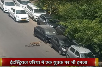 Video : जयपुर में घुसा पैंथर मचाया उत्पात, दहशत में लोग