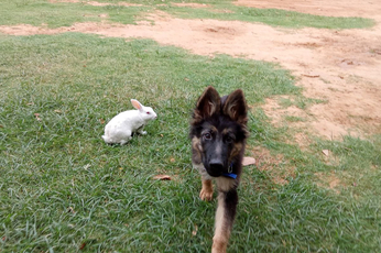 कुत्ते और खरगोश की ये जुगलबंदी देखकर हैरान रह जाएंगे आप, देखिए मजेदार वायरल
वीडियो