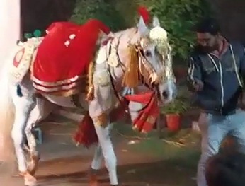 Video: दूल्हे के उतरते ही घोड़ी को लगा करंट, मौके पर ही मौत