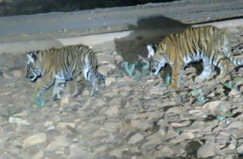 रणथम्भौर से दूसरी बार बाघों को भेजा गया बॉयोलोजिकल पार्क