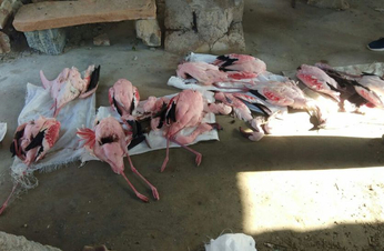 नागौर : लवणीय सांभरझील में 10 फ्लैमिंगो प​क्षियों की मौत के बाद हुआ यह , देखें VIDEO