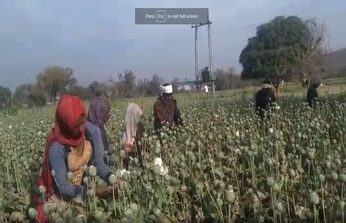 video : अफीम के डोडों में लगने लगा चीरा, काश्तकारों का सपरिवार खेतों पर बसेरा
