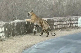 अलवर शहर के समीप घूम रहा बाघ का शावक,देखे वीडियो