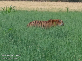 Video -हर गांव में नजर आ रहा बाघ, सियार को भी टाइगर समझ रहे लोग