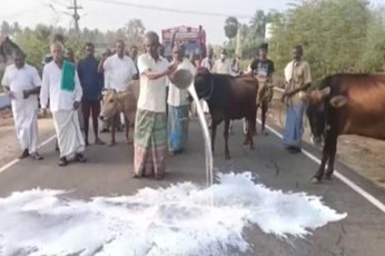 डेयरी किसानों का सरकार के खिलाफ प्रदर्शन, सड़कों पर दूध फेंक कर जताया विरोध