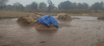 sidhi: बेमौसम बारिश से भीग गई खेत व खलिहान में रखी फसल