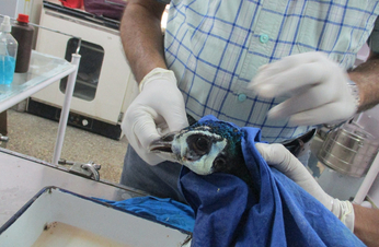 Video: जयपुर के डॉक्टरों का कमाल, मोर की आंख से करीब 110 ग्राम वजनी ट्यूमर निकाला, दो घंटे चली सर्जरी