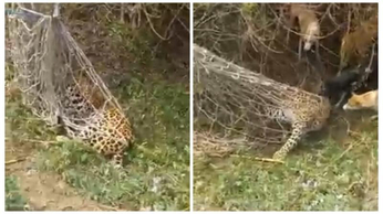 Video: जंगली सूअर को पकड़ने के लिए बिछाया जाल, फंस गया तेंदुआ