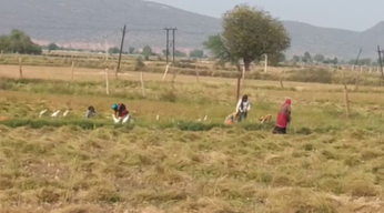 Video : मनरेगा से हो रहा मोहभंग, फसलों की कटाई में ज्यादा मिल रहा मेहनताना
