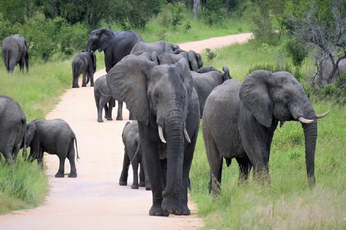 VIDEO: कृष्णगिरि के जंगल में आया हाथियों का झुंड, लोगों में दहशत, वन-विभाग सतर्क