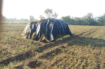 बेमौसम बरसात ने फिर से बढ़ाई किसानों की मुश्किलें , फसल खराबे पर किसान 72 घंटे में दे विभाग को सूचना