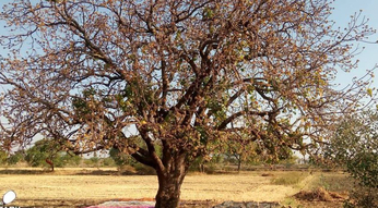 आदिवासियों के लिए परिवार के सदस्य की तरह होते है महुआ के पेड़