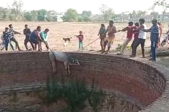 Video : 40 फीट गहरे कुएं में गिरा गोवंश, पुलिस ने किया रेस्क्यू